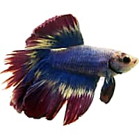 Male Thai Flag Halfmoon Betta
