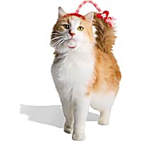 YOULY Valentine's Day Cat Headpiece