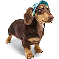 YOULY Cool-to-Touch Dog Hat
