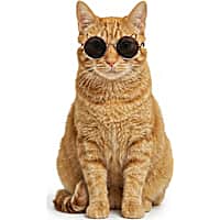 YOULY Summer Prop Cat Sunglasses