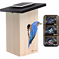 Birdfy Ebony Solar Powered Smart Bird House with Camera