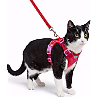 Petco Soft Cat Harness and Leash Set