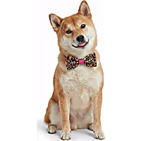 Petco Print Pet Bowtie Accessory