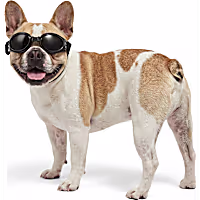 YOULY Dog Goggles Eyewear