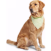 Petco Glow in the Dark Pet Bandana