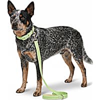 Petco Glow in the Dark Dog Leash
