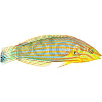 Male Pinstriped Wrasse