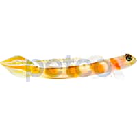 Pinkbar Flagtail Goby