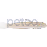 Blue Dot Sleeper Goby