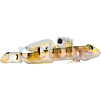 Tiger Wardi Watchman Goby
