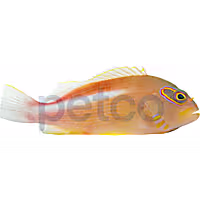 Arc Eye Hawkfish