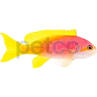 Female Pictilis Anthias