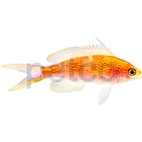 Red Saddled Anthias