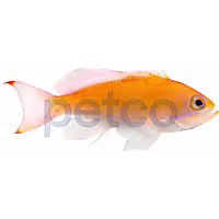 Tricolor Anthias
