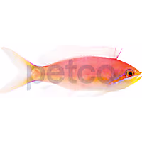 Dispar Anthias