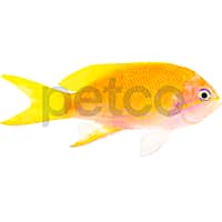 Female Squareback Anthias