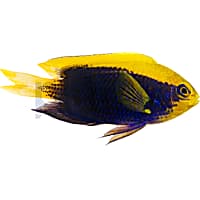 Starcki Damselfish