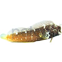Starry Blenny