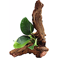 Imagitarium Anubias on Driftwood