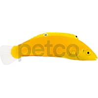Yellow Chyrsus Wrasse