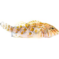 Giant Hawkfish