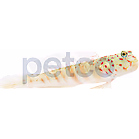 Pink Spotted Watchman Goby