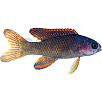 Randall's Assessor Basslet