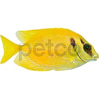 Blue Spotted Spinefoot Rabbitfish