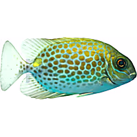 Yellow Blotch Rabbitfish