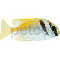Barhead Spinefoot Rabbitfish