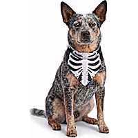 Petco Skeleton Pet Bandana