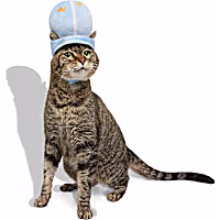Petco Fishbowl Headpiece Cat Halloween Costume