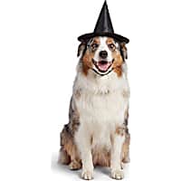 Petco Witch Hat Pet Costume Headpiece