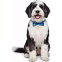 Petco Pet Bowtie Accessory