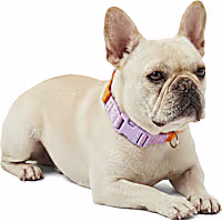 Petco Martingale Webbing Training Dog Collar