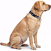 Petco Martingale Chain Training Dog Collar