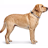 Petco Quick Release Prong Dog Collar
