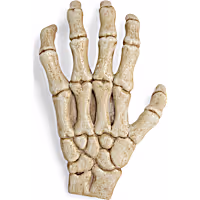 Petco Halloween Skeleton Claw Reptile Habitat Hideaway