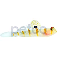 Randall's Prawn Goby
