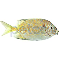 Gold Spotted Spinefoot Rabbitfish