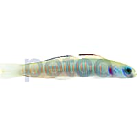 Chinese Zebra Bar Goby