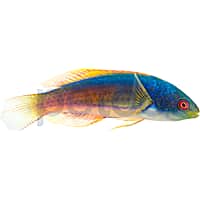 Scott's Greenback Fairy Wrasse