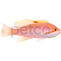 Male Stocky Anthias