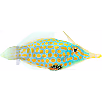 Orange Spot Filefish