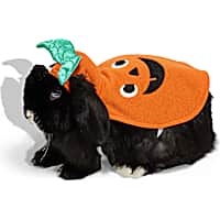 Petco Halloween Pumpkin Rabbit Costume