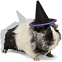 Petco Halloween Witch Hat Small Animal Headpiece