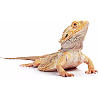 Bearded Dragon