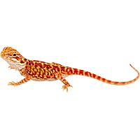 Super Red Bearded Dragon