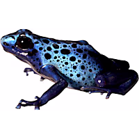 Tinctorius 'Azureus' Dart Frog