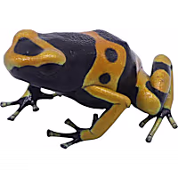 Bumblebee Dart Frog